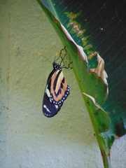 Heliconius ethilla