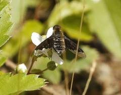 Hemipenthes morioides