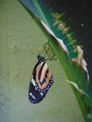 Heliconius ethilla