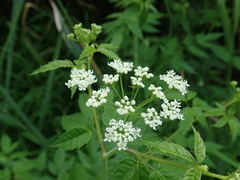 Cicuta maculata maculata