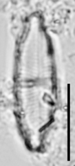 Staurophora
