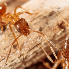 Nylanderia terricola