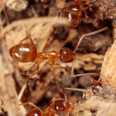 Nylanderia terricola