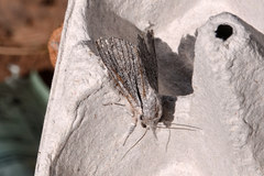 Acronicta cyanescens