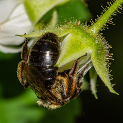 Andrena nivalis