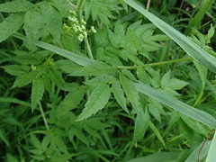Cicuta maculata maculata