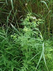 Cicuta maculata maculata