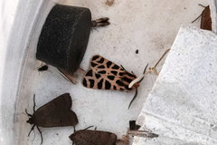 Apantesis incorrupta