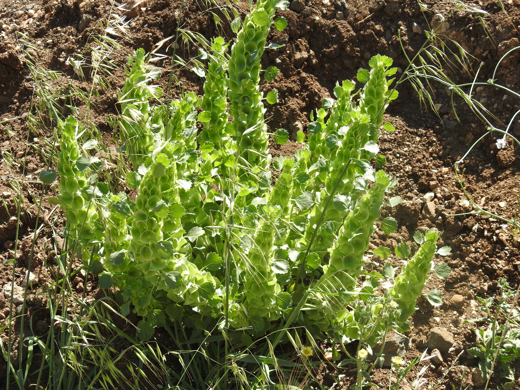 Moluccella laevis