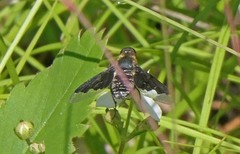 Hemipenthes morioides
