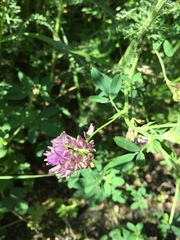 Medicago sativa sativa