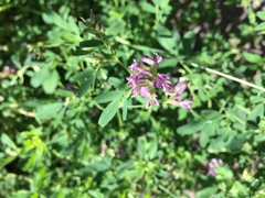 Medicago sativa sativa