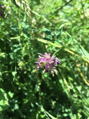 Medicago sativa sativa
