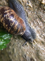 Cornu aspersum