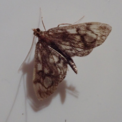 Anania coronata