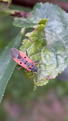Lygaeus creticus