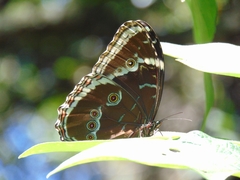 Morpho achilles