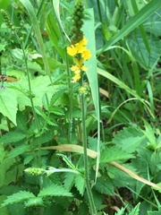 Agrimonia pubescens