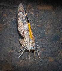 Heterusia