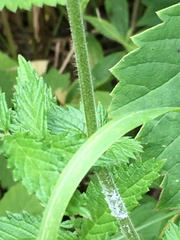 Agrimonia pubescens