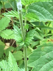 Agrimonia pubescens