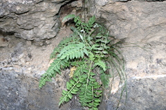 Psephellus declinatus