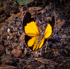 Heterusia