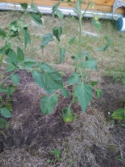 Phytophthora infestans