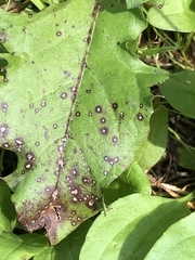 Cercospora