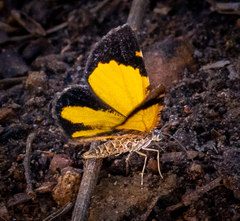 Heterusia