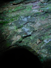 Phrurotimpus