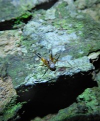 Phrurotimpus