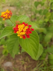 Lantana camara image