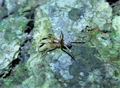 Phrurotimpus