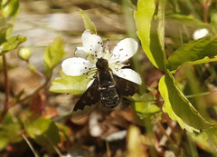 Hemipenthes morioides