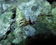 Phrurotimpus
