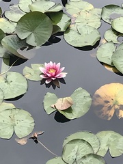 Nymphaea rubra