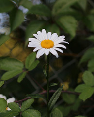 Leucanthemum × superbum