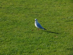 Chroicocephalus ridibundus