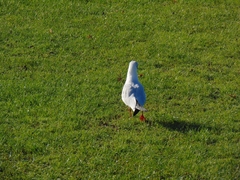 Chroicocephalus ridibundus