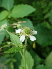 Geum canadense camporum