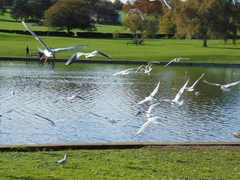 Chroicocephalus ridibundus