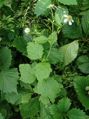 Geum canadense camporum