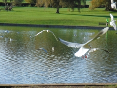 Chroicocephalus ridibundus