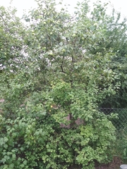 Monilinia fructigena