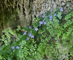 Campanula peregrina