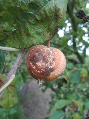 Monilinia fructigena