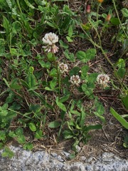Trifolium repens