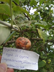 Monilinia fructigena