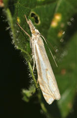 Crambus pratella